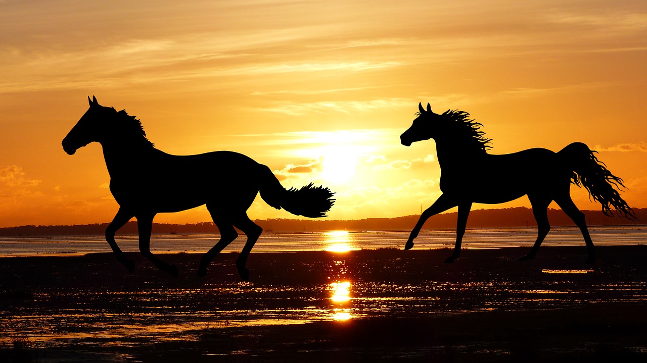 sunset  horses  wild free photo