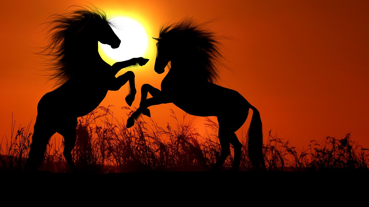 sunset  horse  combat free photo