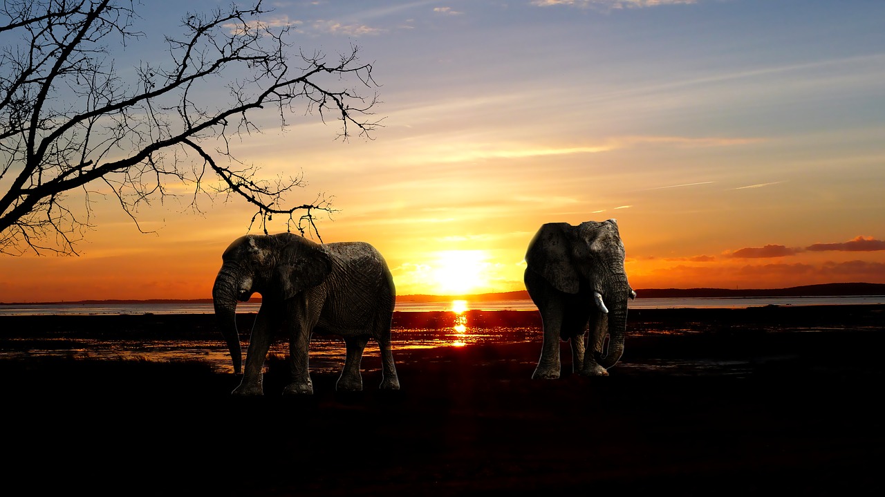 sunset  elephant  nature free photo