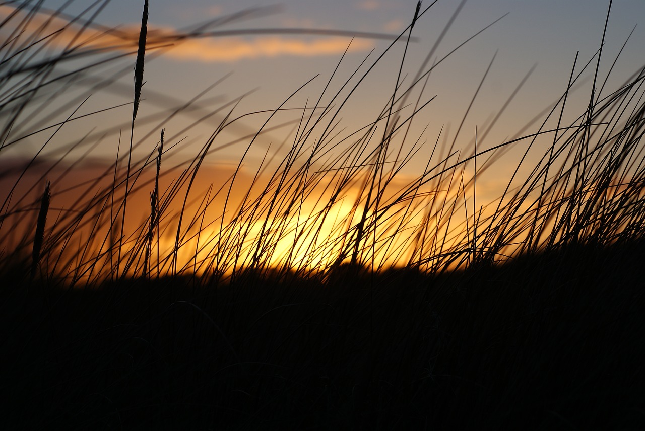 sunset  silhouette  wild grass free photo
