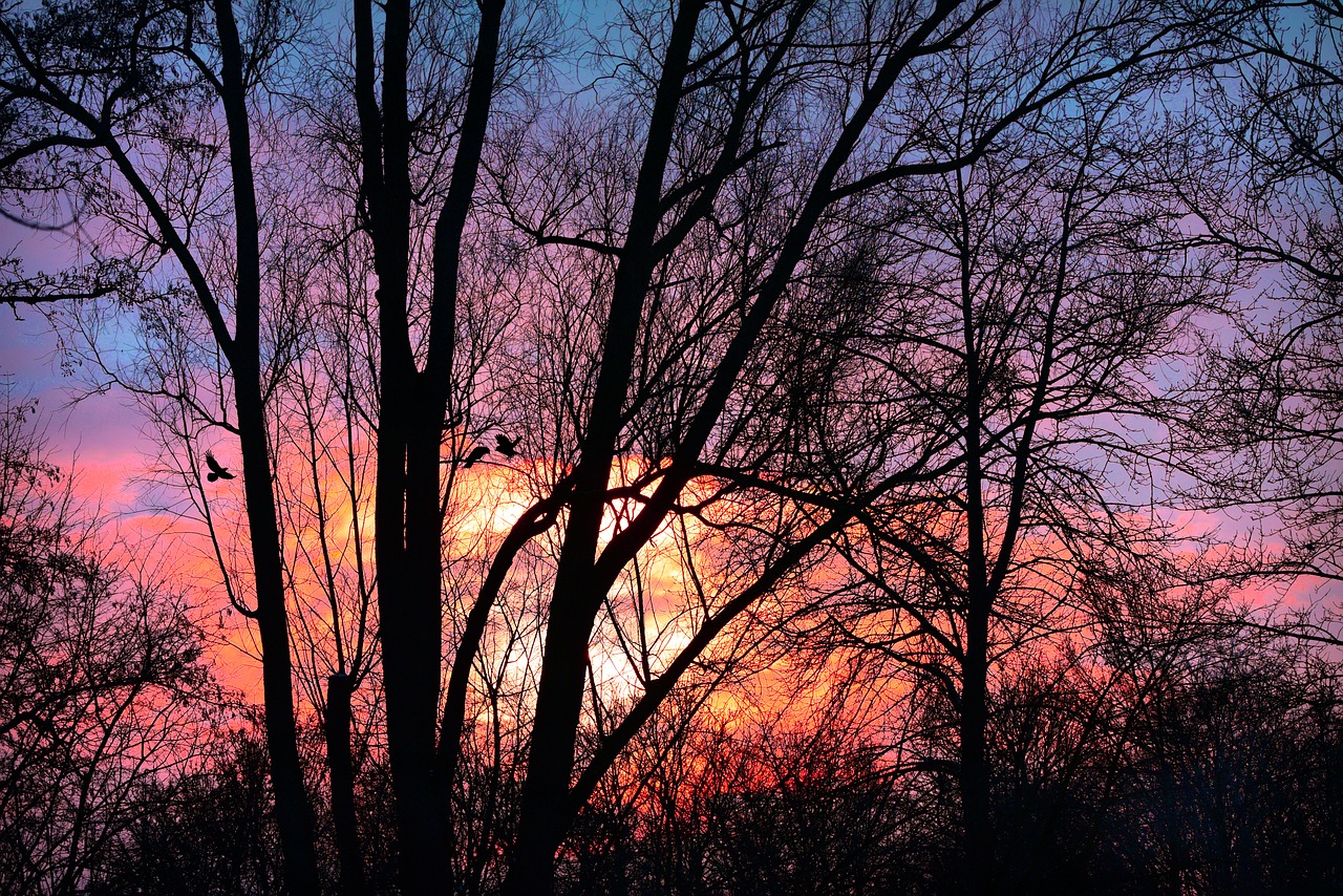 sunset  sky  clouds free photo