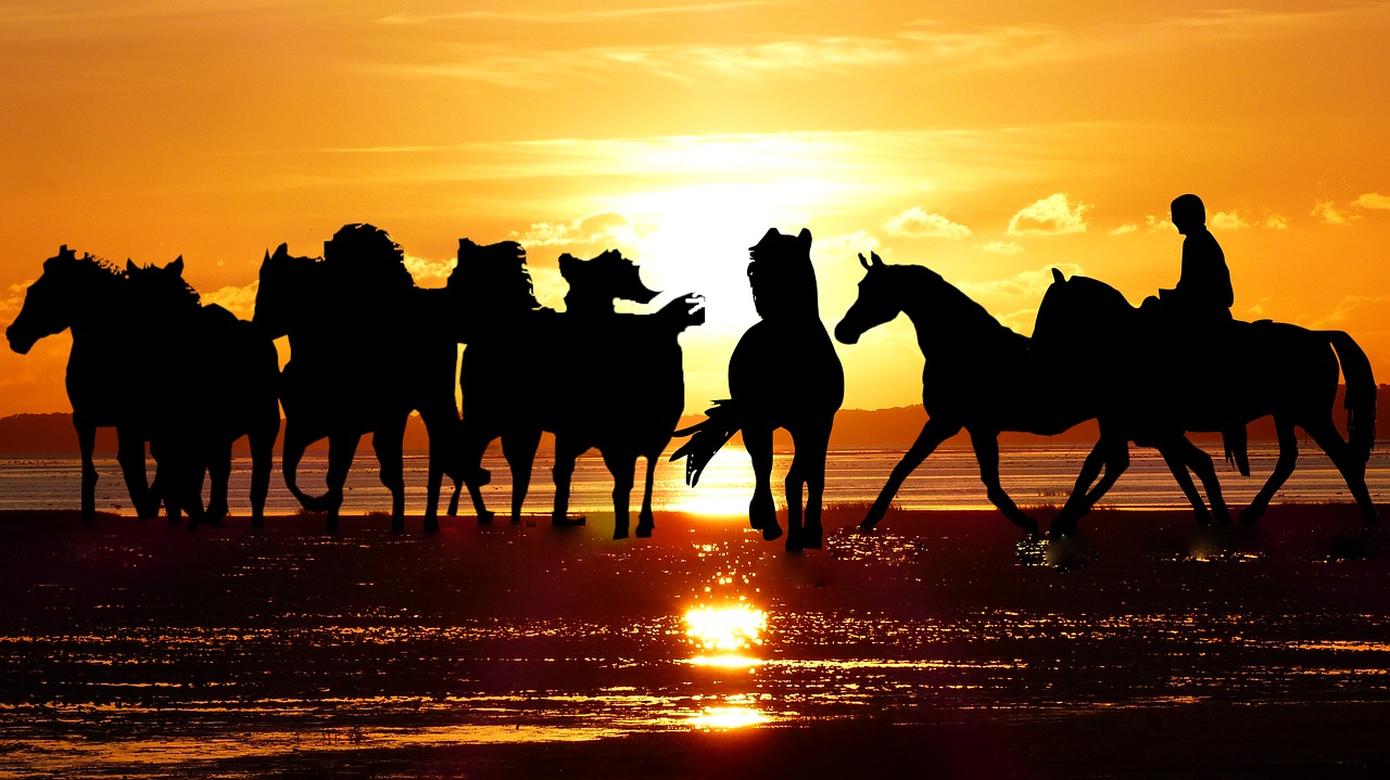 sunset  camargue  horses free photo