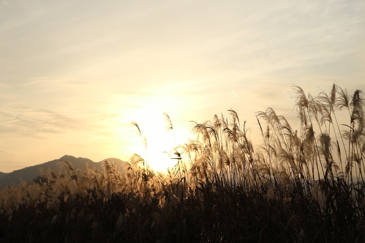 sunset  reed  reservoir free photo