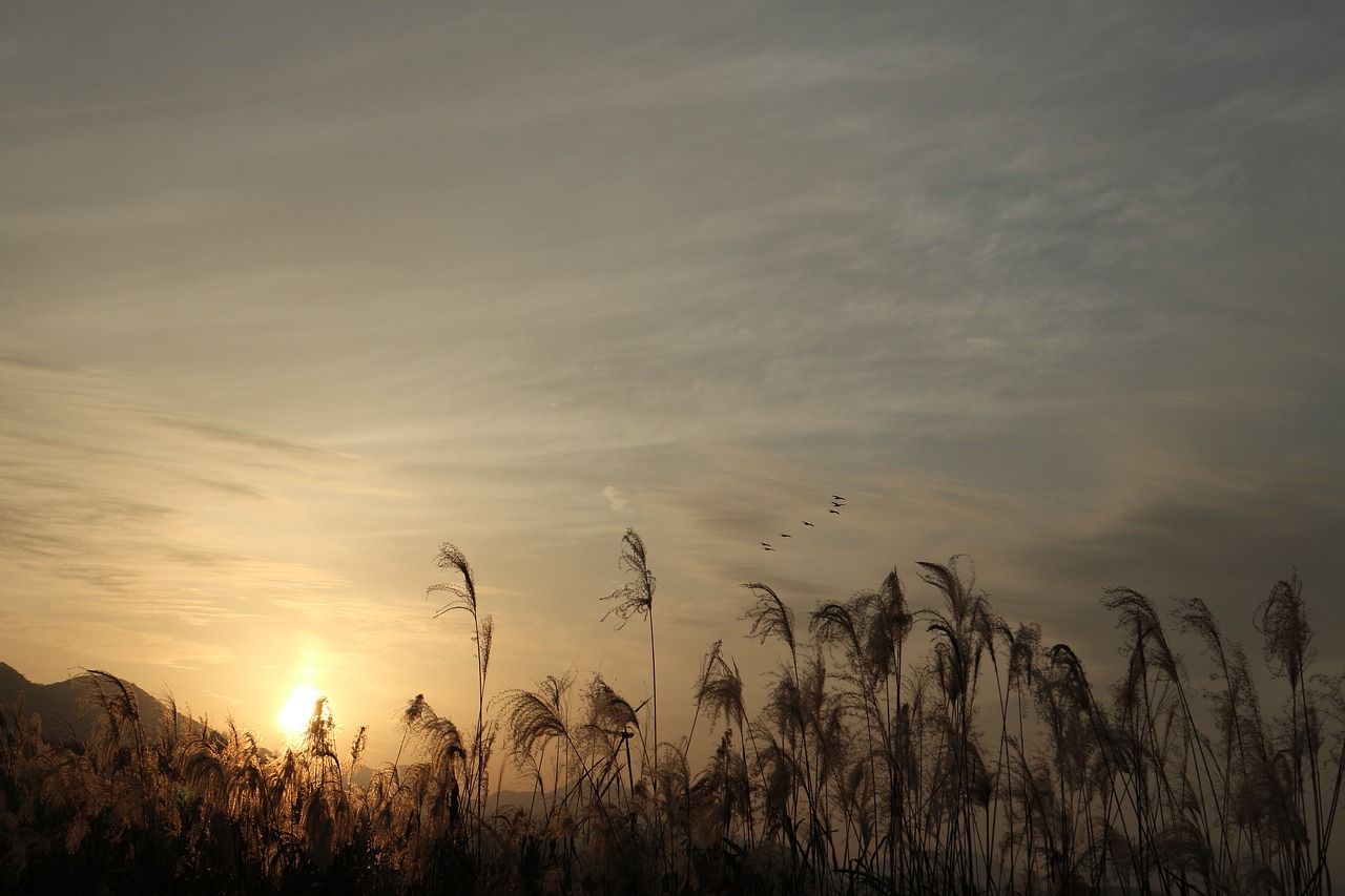 sunset  reed  nature free photo