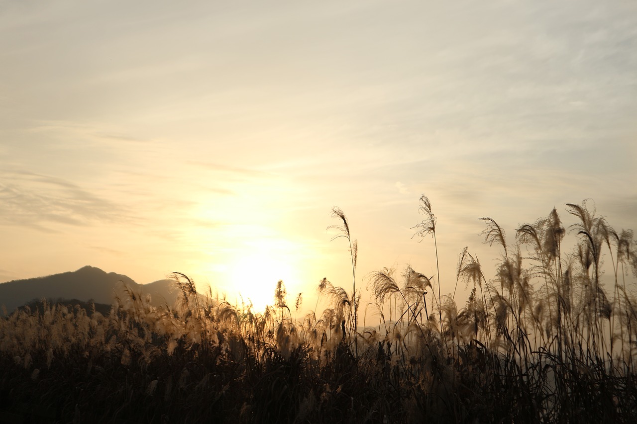 sunset  reed  nature free photo