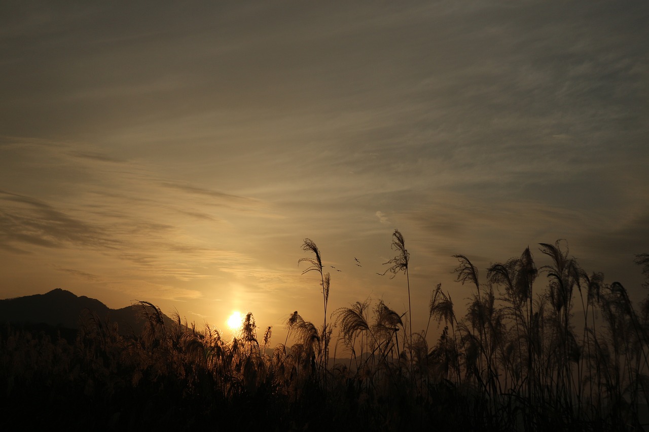 sunset  reed  nature free photo