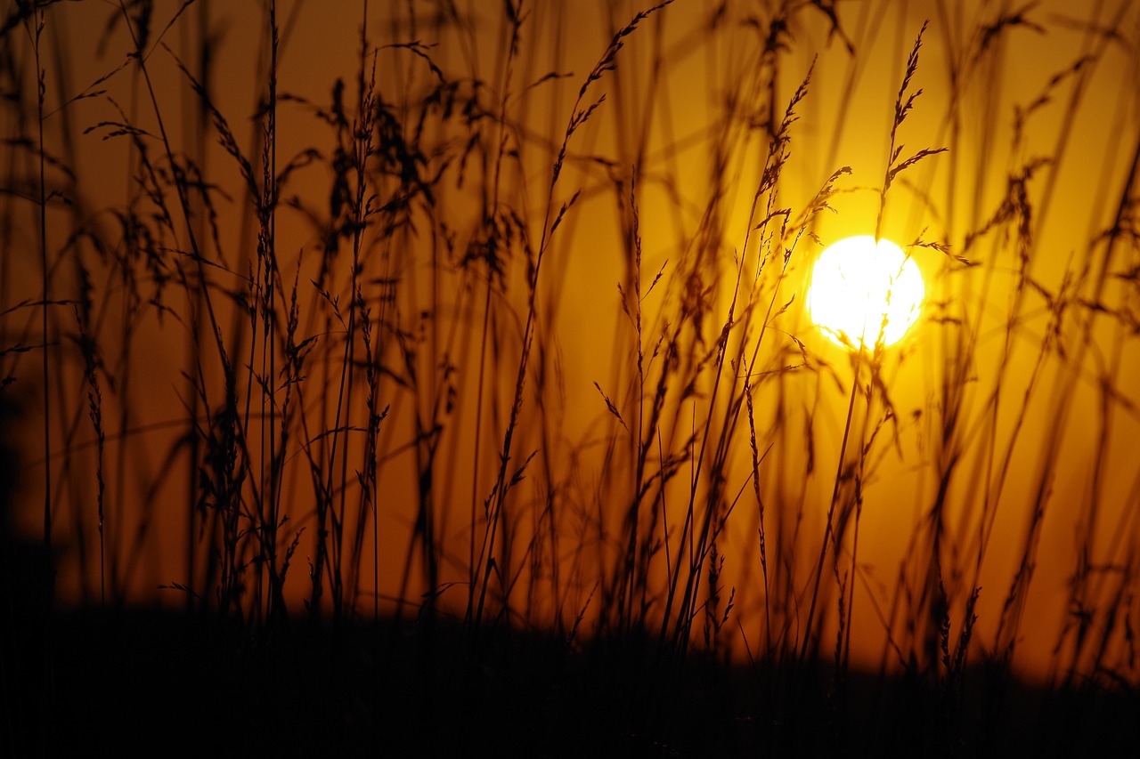 sunset  reed  nature free photo