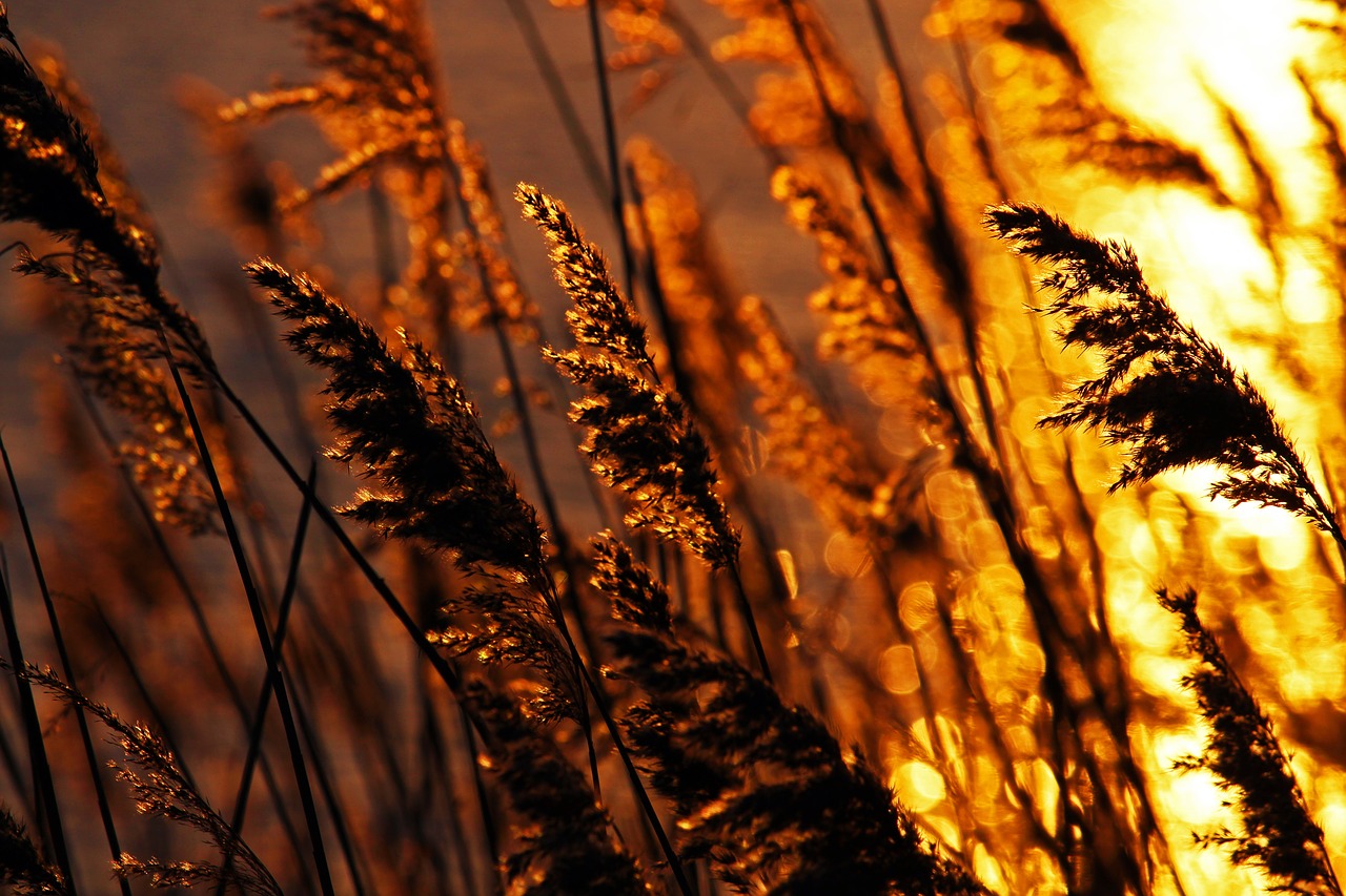 sunset  evening sun  reed free photo