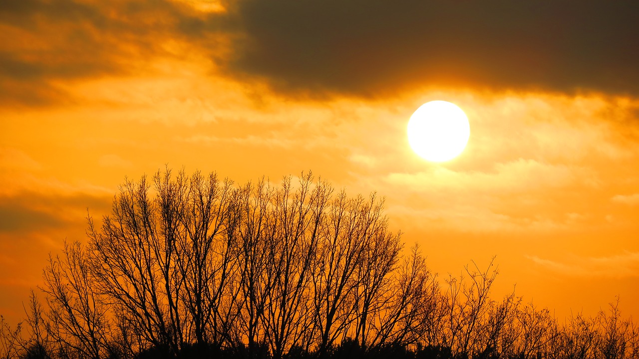 sunset  sun  tree free photo