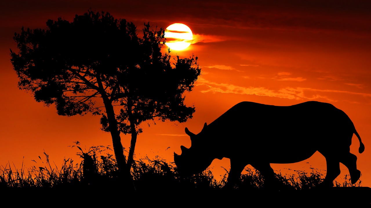 sunset  rhinoceros  wild free photo