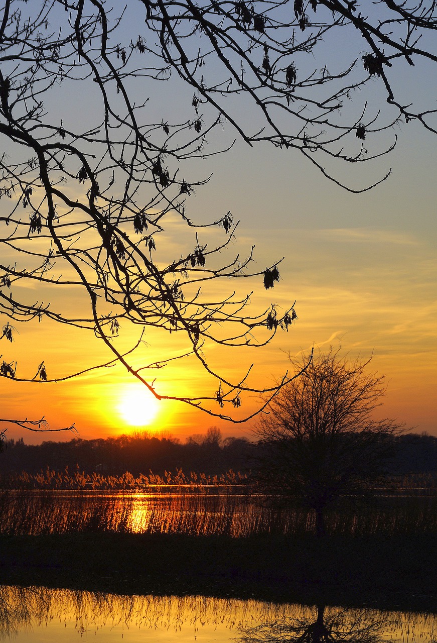 sunset  branches  aesthetic free photo