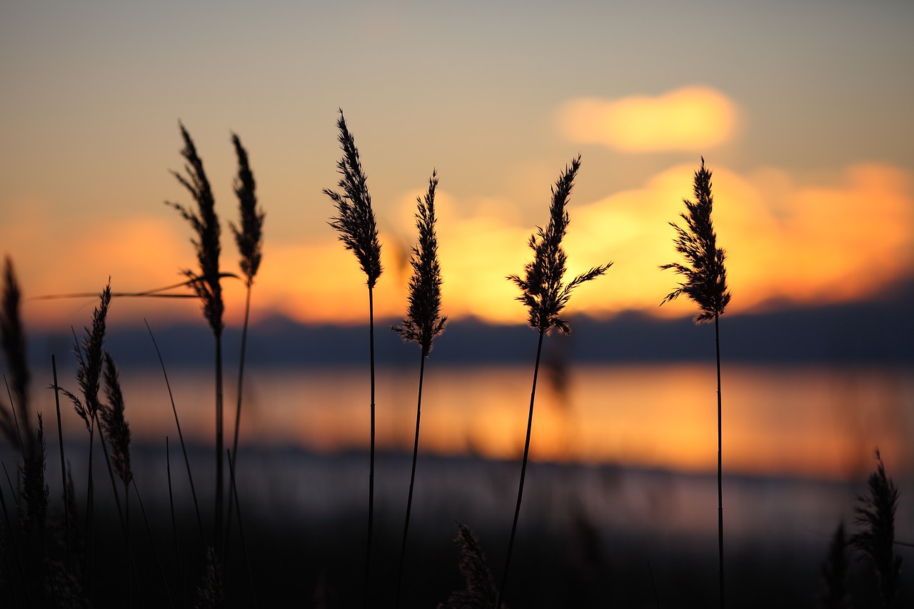 sunset  landscape  nature free photo