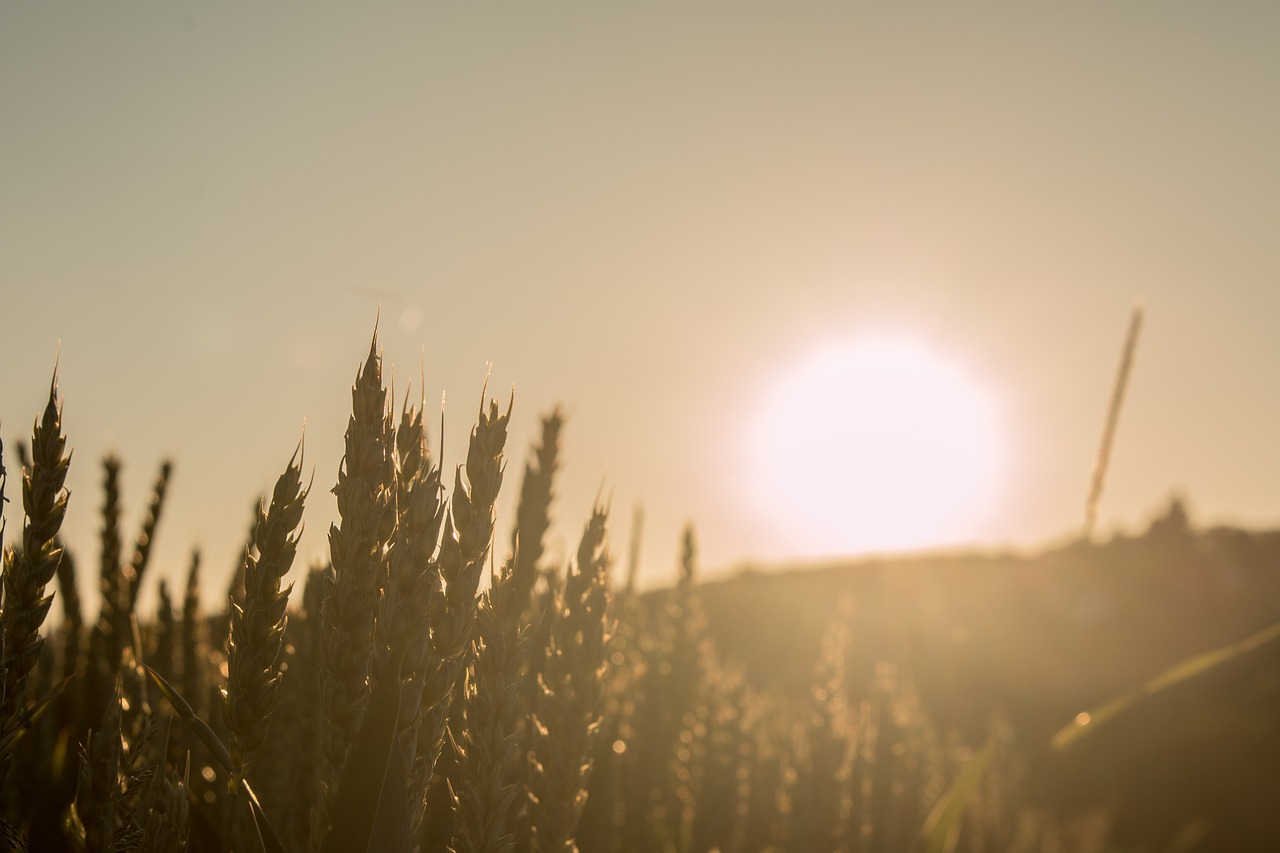 sunset  cereals  field free photo