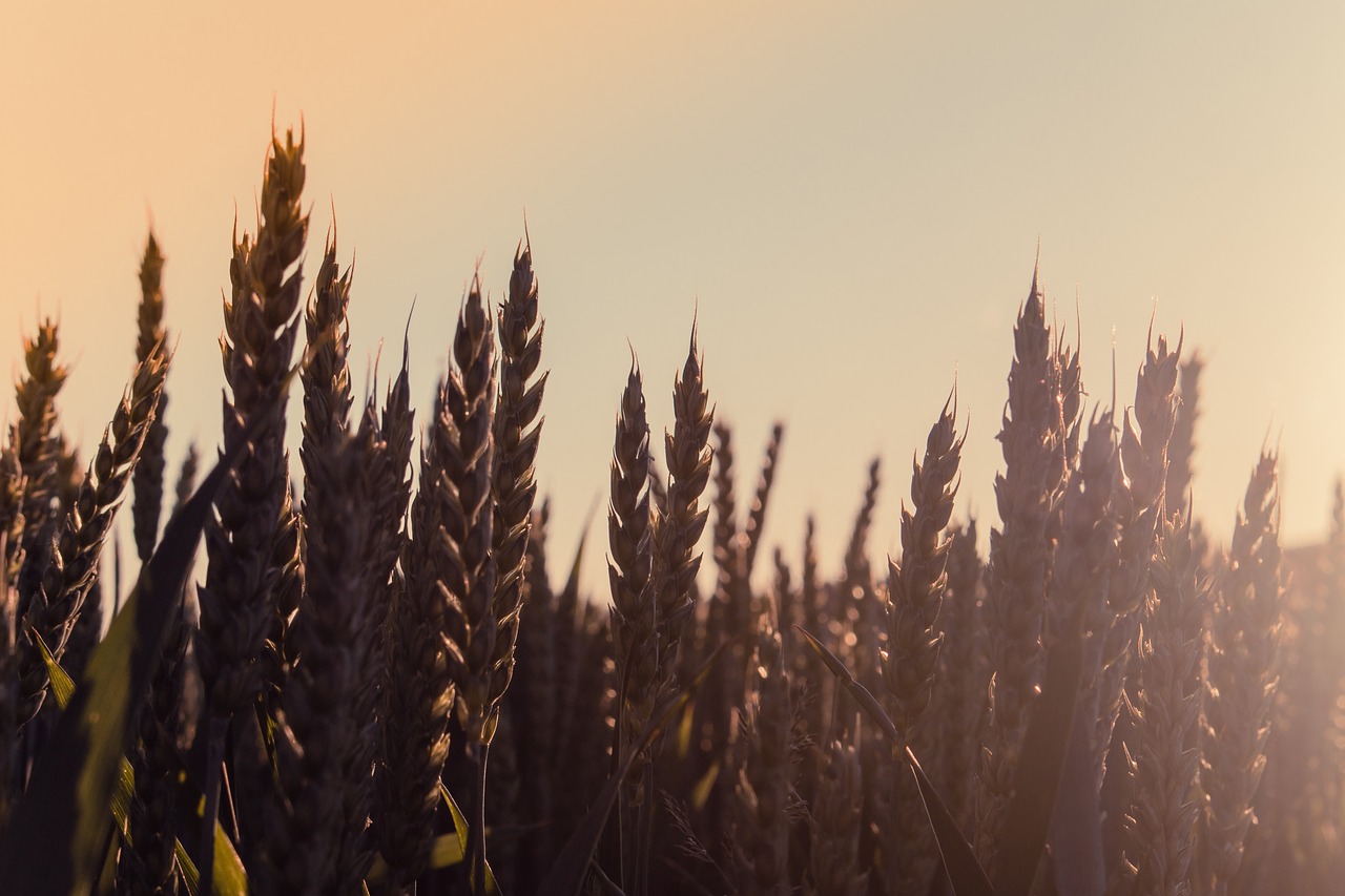 sunset  cereals  field free photo