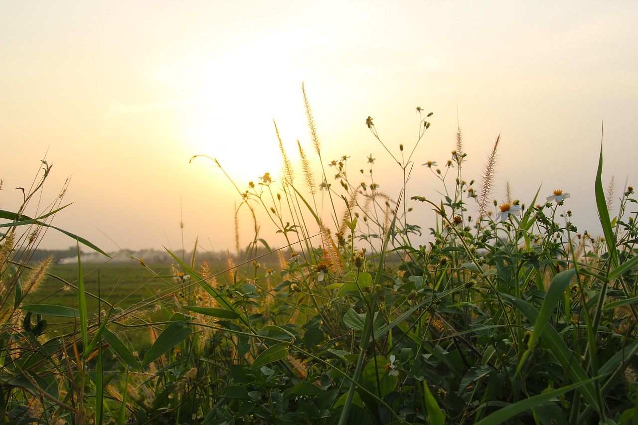 sunset  sky  sunrise free photo