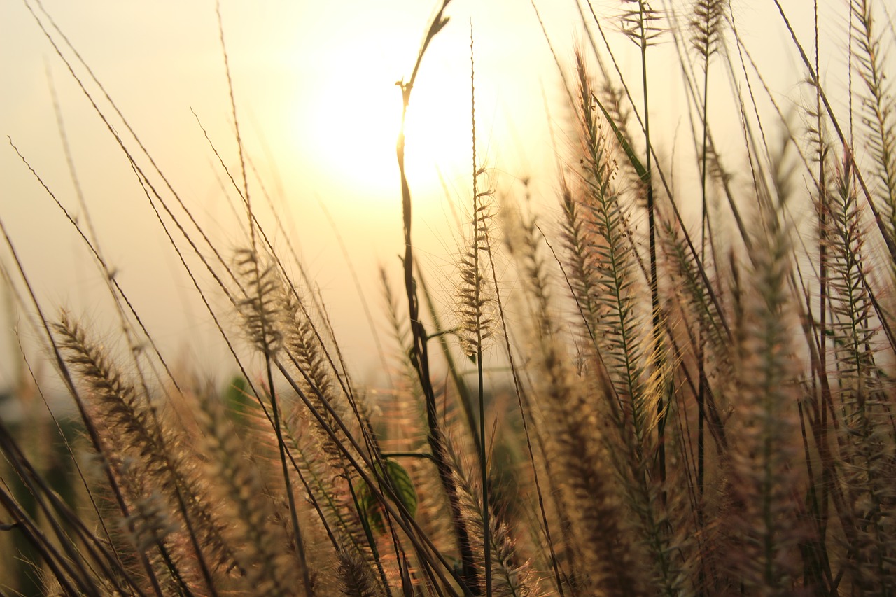 sunset  sky  sunrise free photo