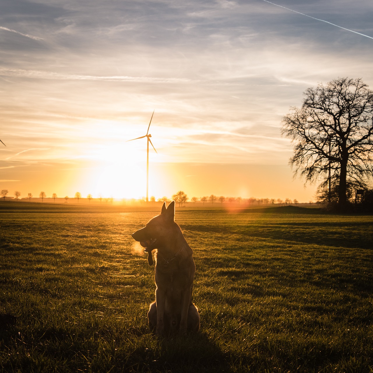 sunset  dog  pet free photo