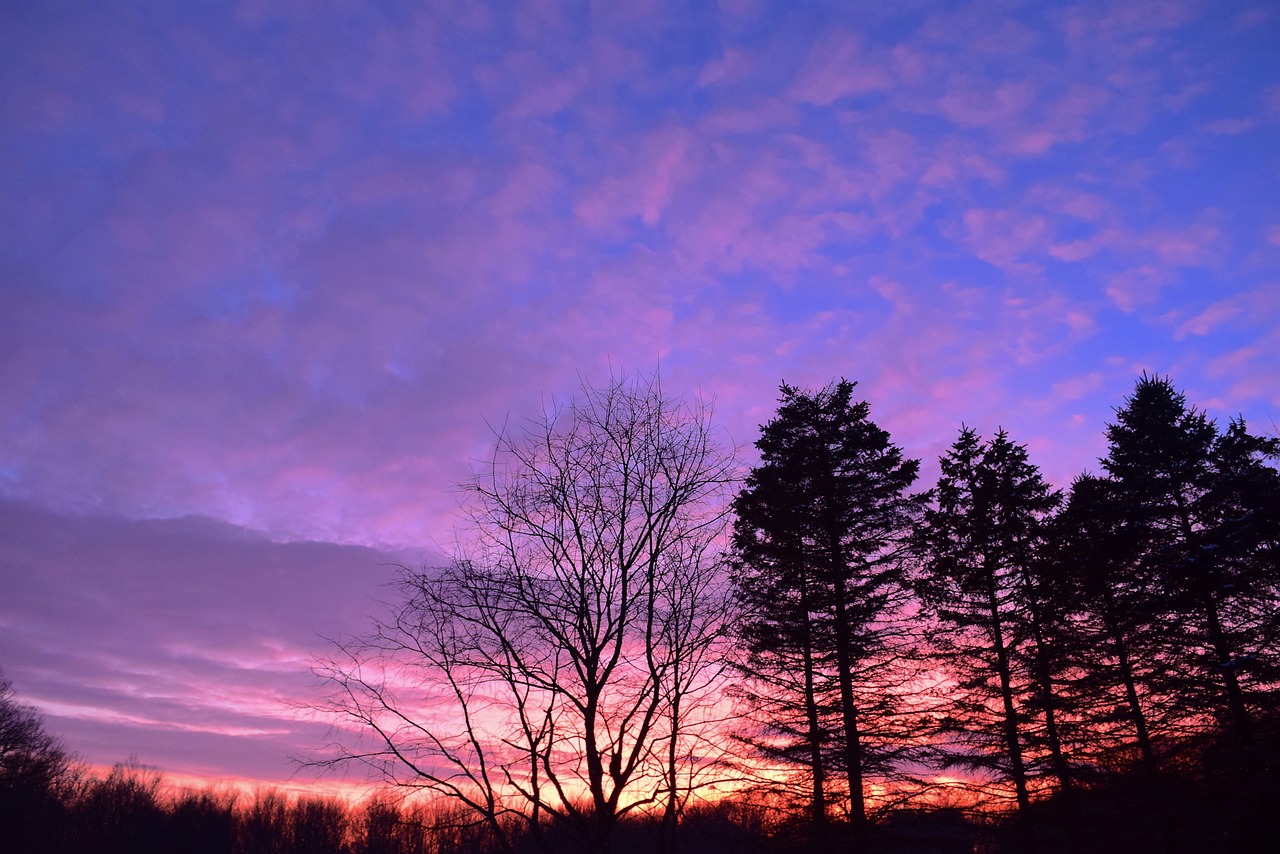 sunset  trees  light free photo