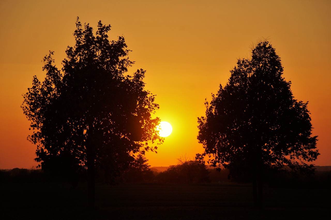 sunset  trees  silhouette free photo