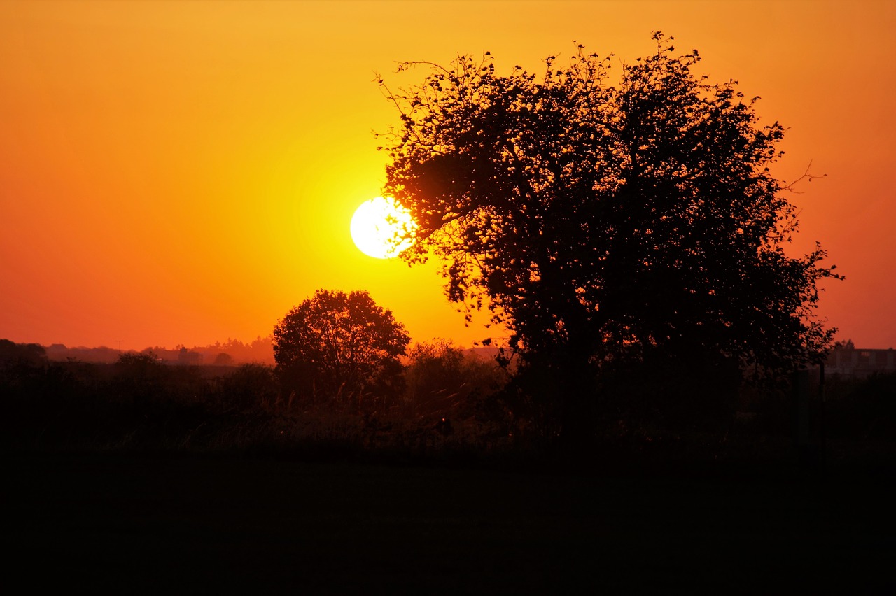 sunset  trees  silhouette free photo