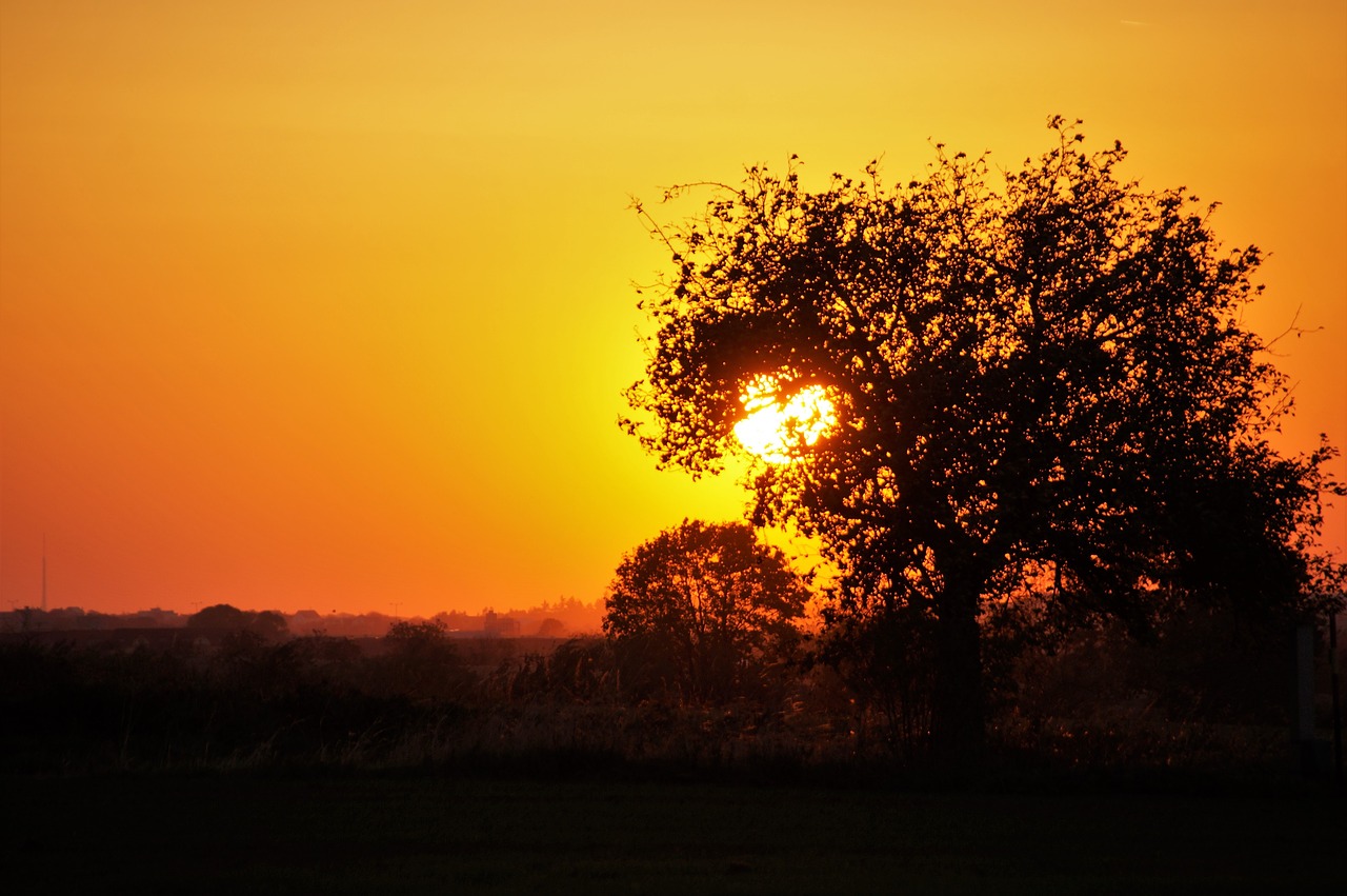 sunset  trees  silhouette free photo