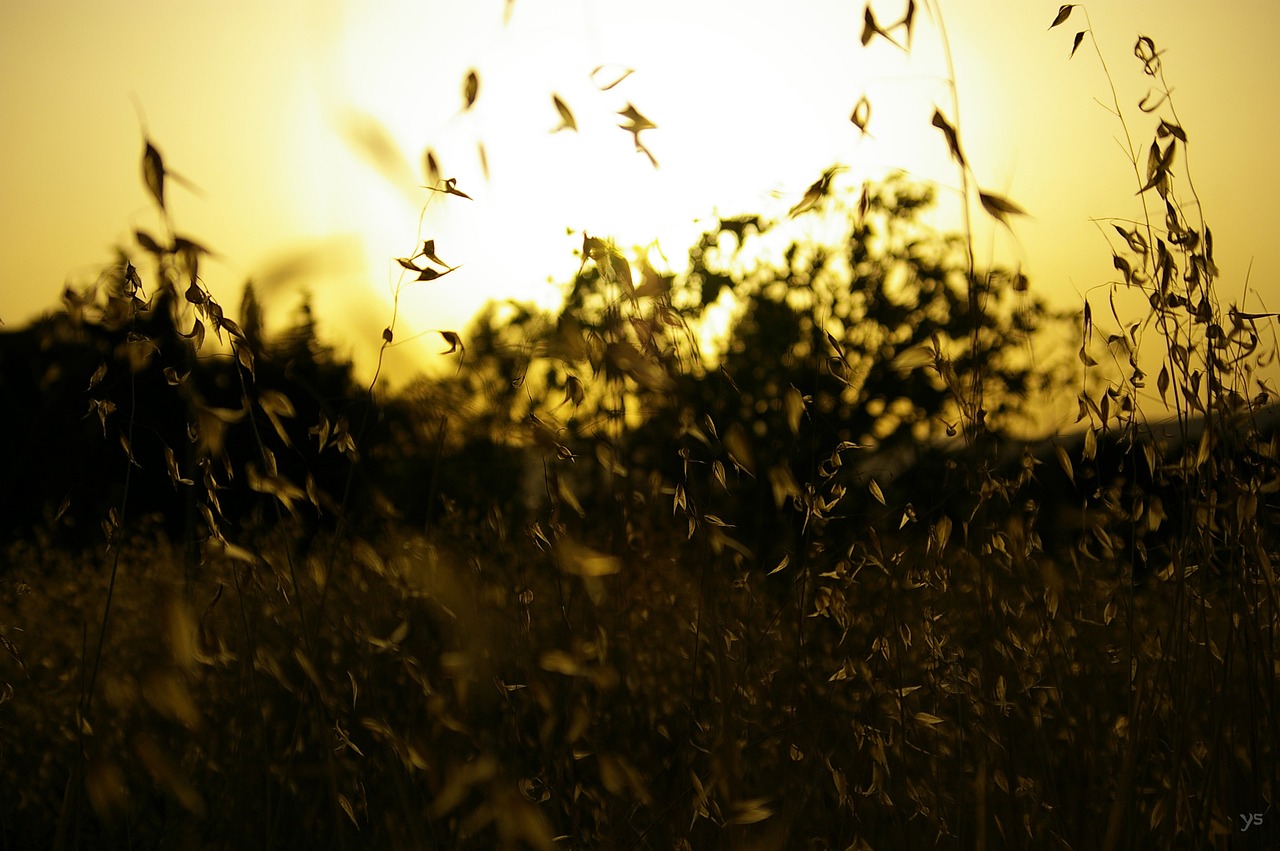 sunset  sun  field free photo