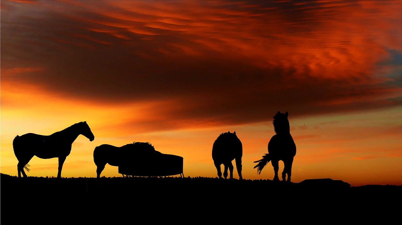 sunset  horses  nature free photo