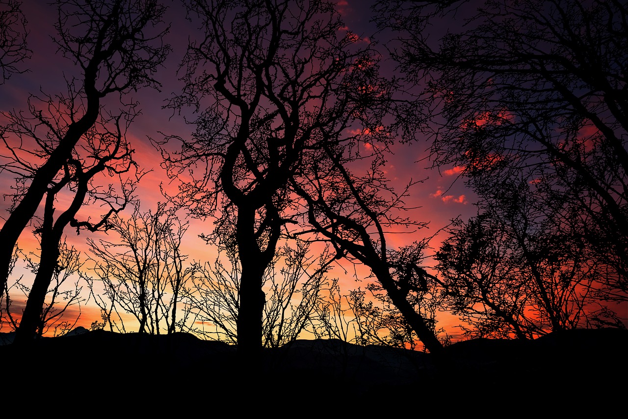 sunset  forest  landscape free photo