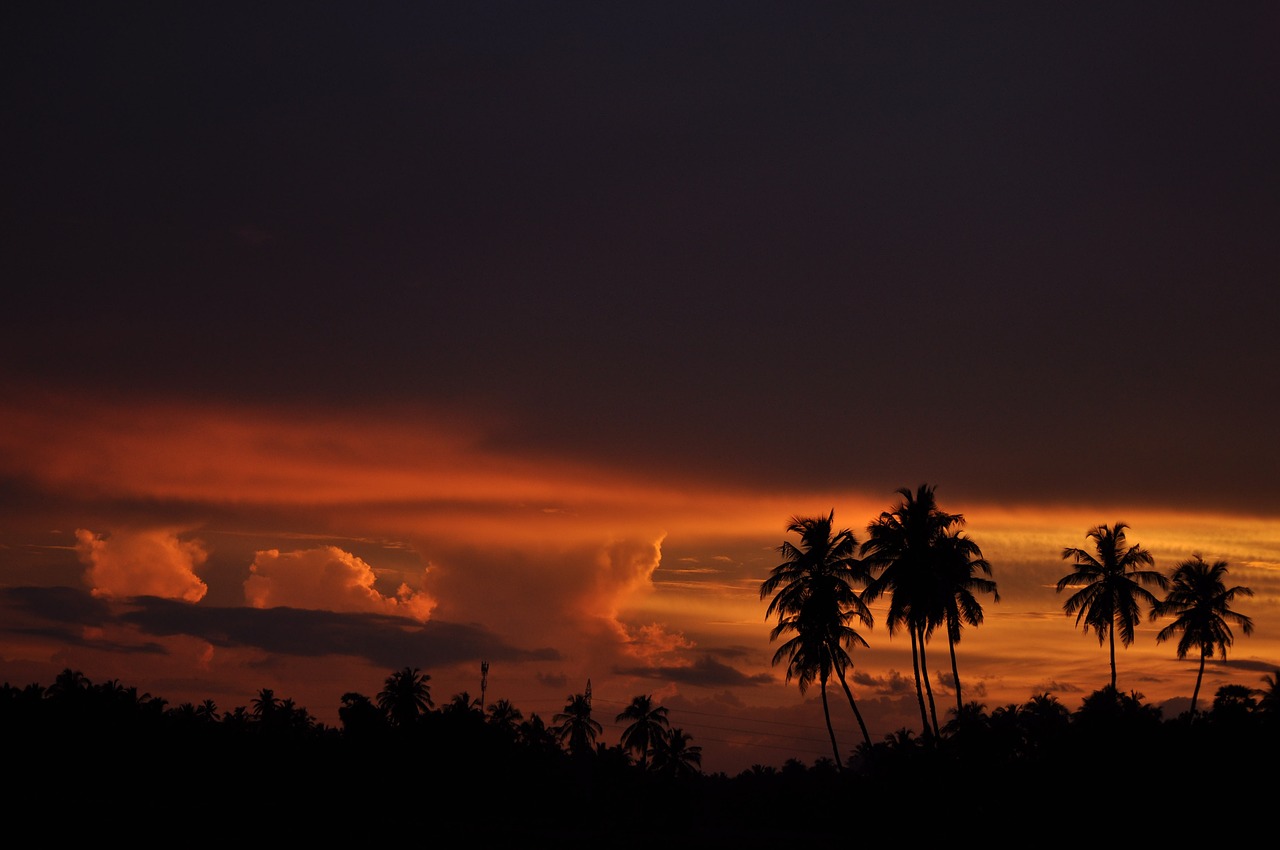 sunset  evening  coconut trees free photo