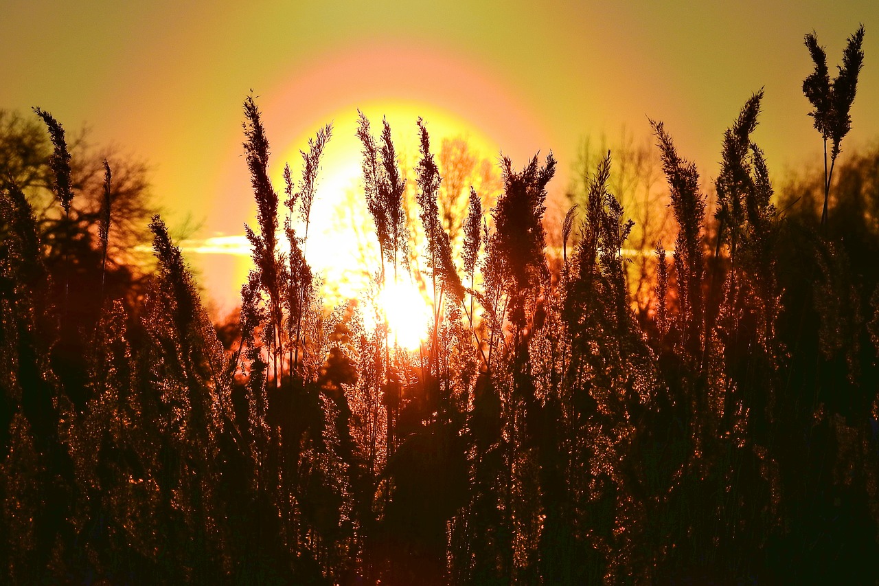 sunset  cane  figure free photo