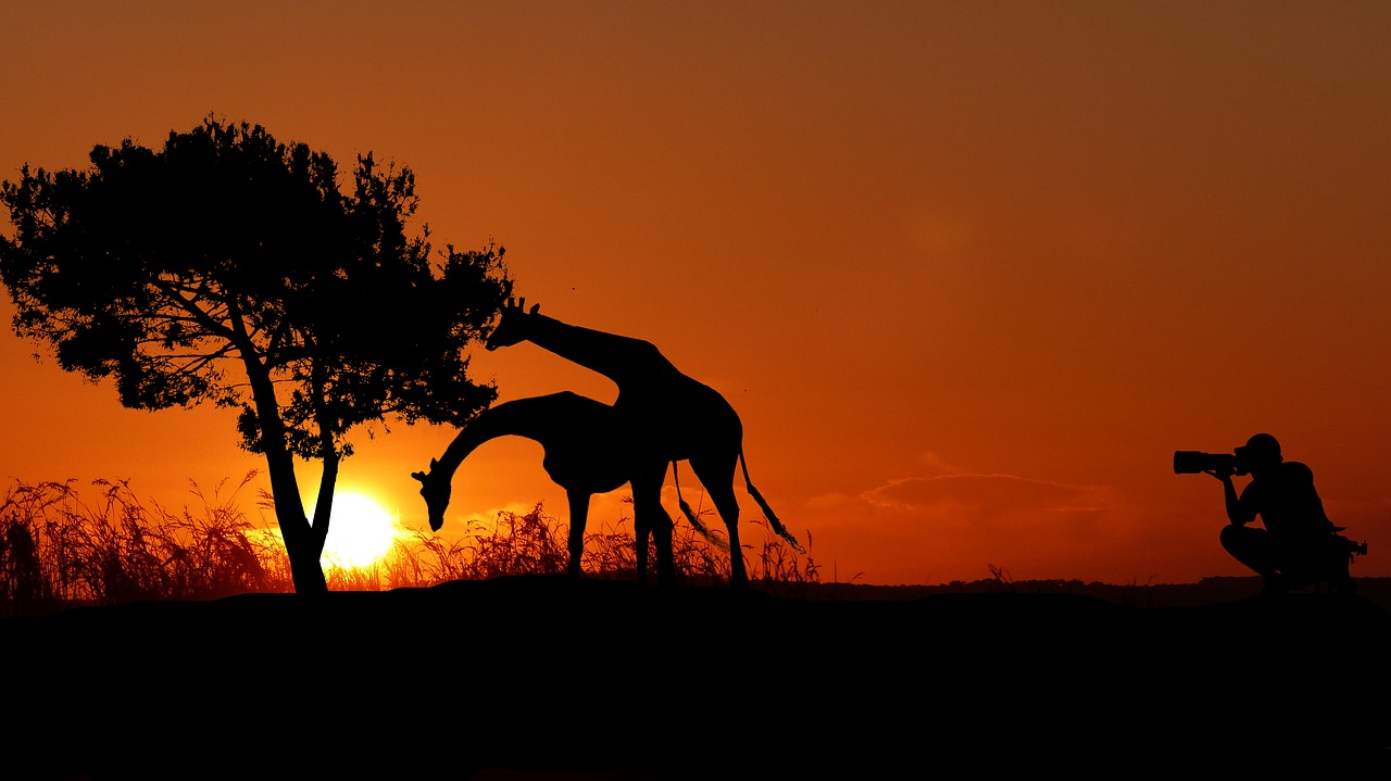 sunset  giraffes  photographer free photo