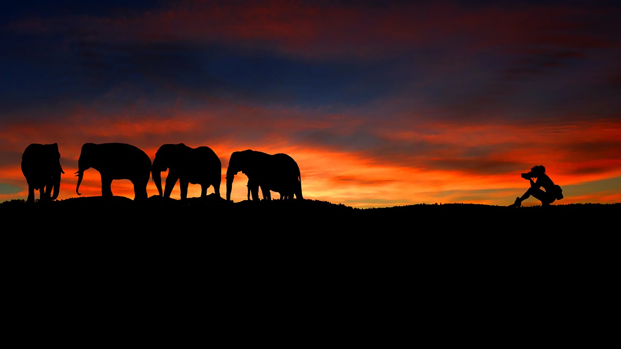 sunset  elephants  photographer free photo