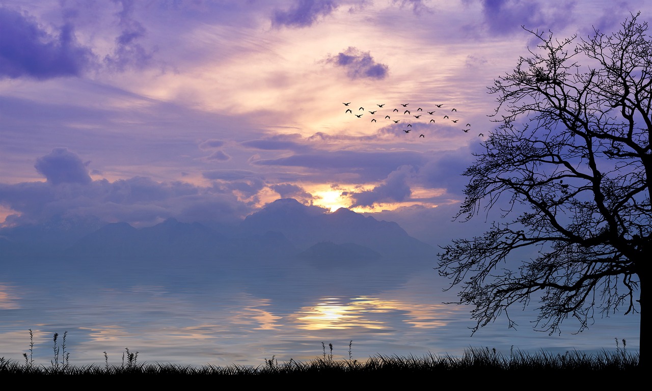 sunset  nature  silhouette free photo