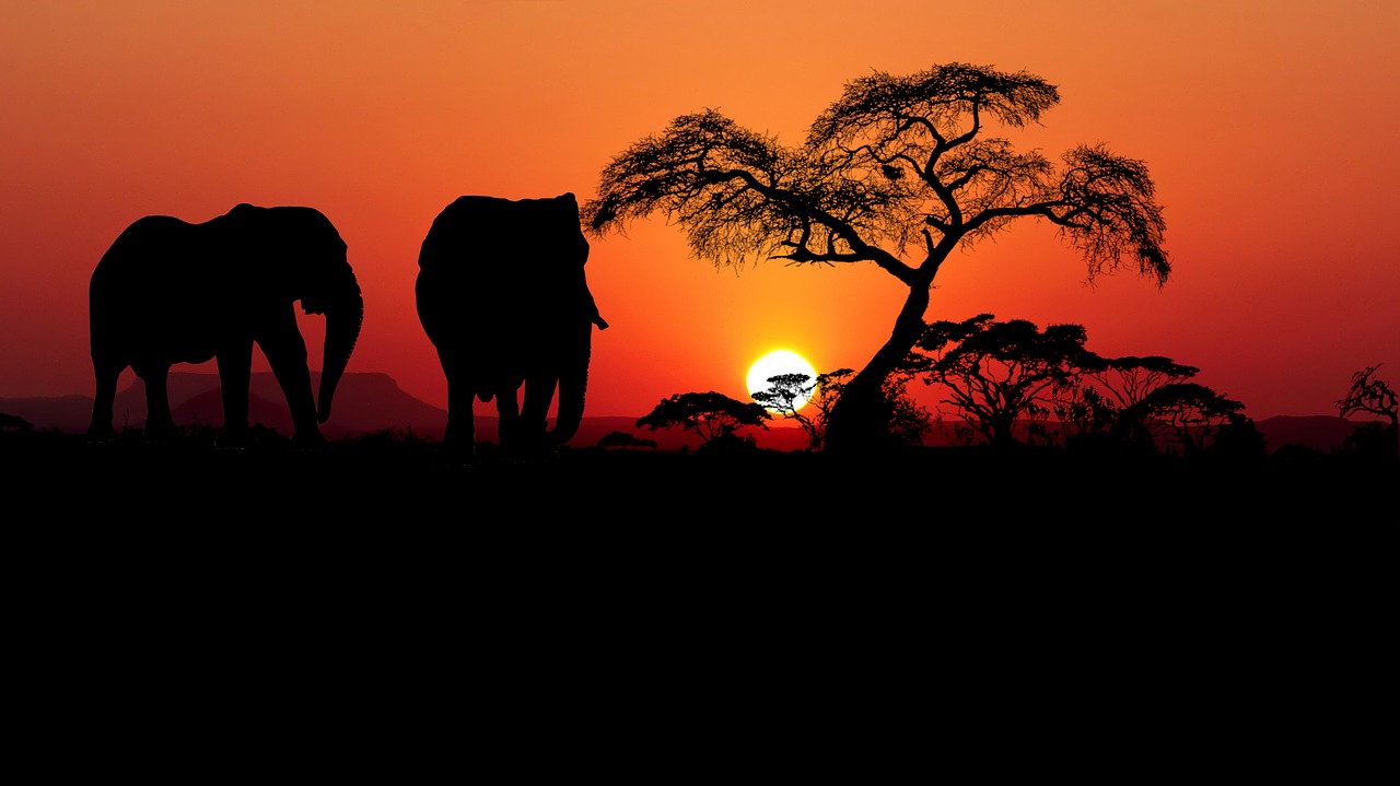 sunset  savannah  africa free photo