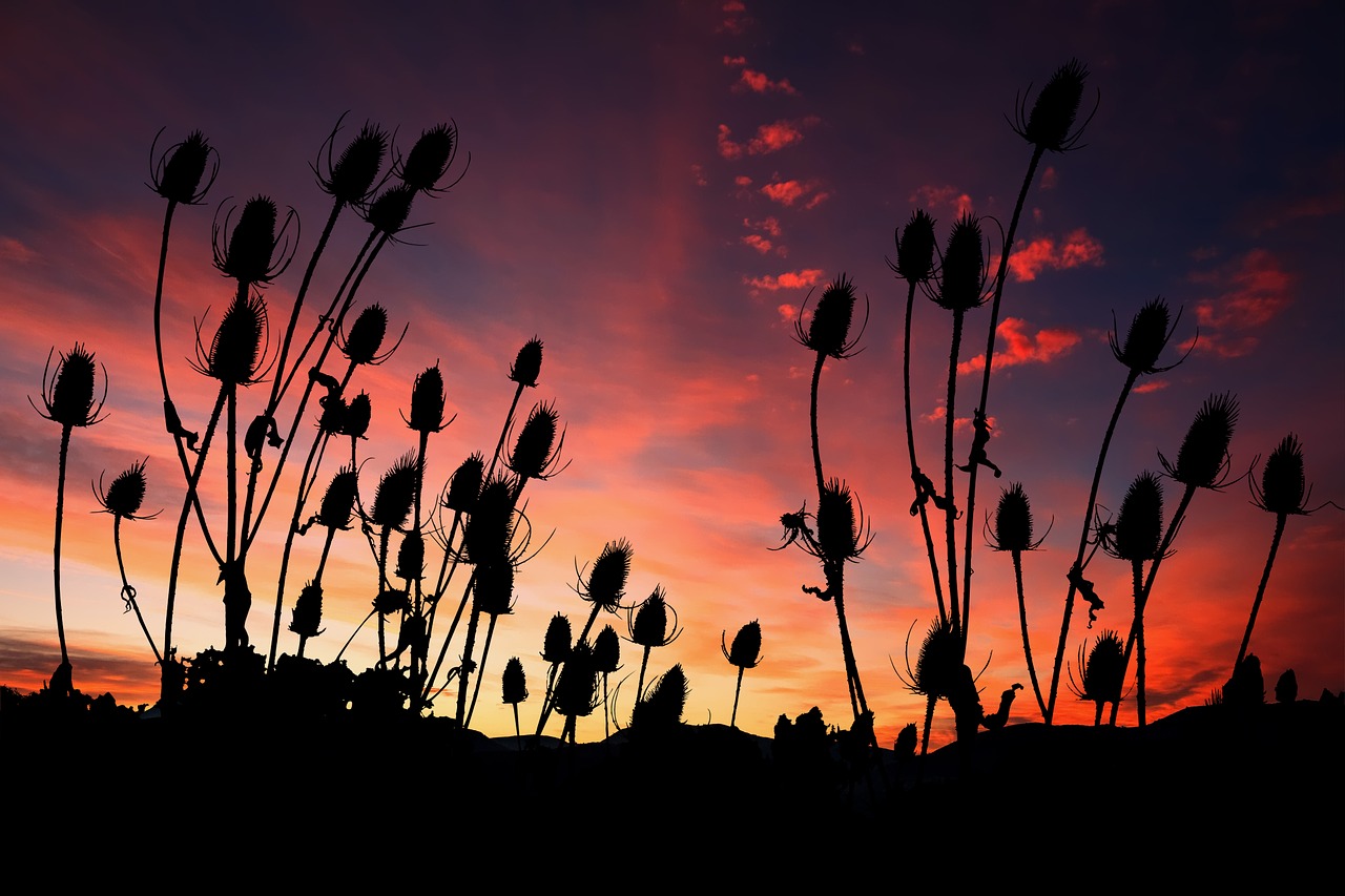 sunset  vegetation  nature free photo