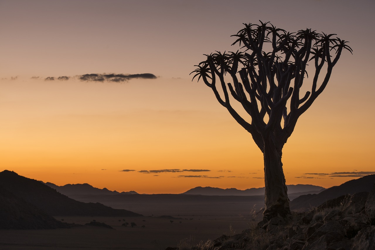 sunset  quiver tree  namibia free photo
