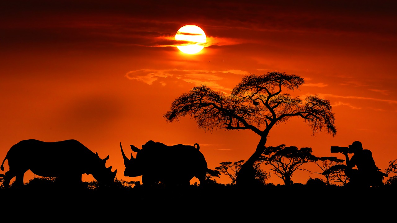 sunset  rhinoceros  wild free photo
