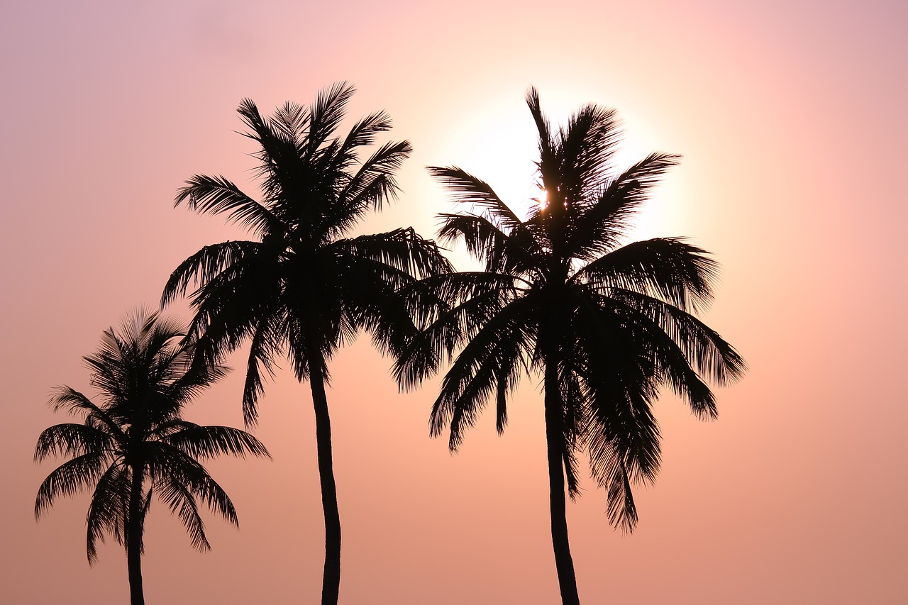 sunset  coconut trees  beautiful free photo