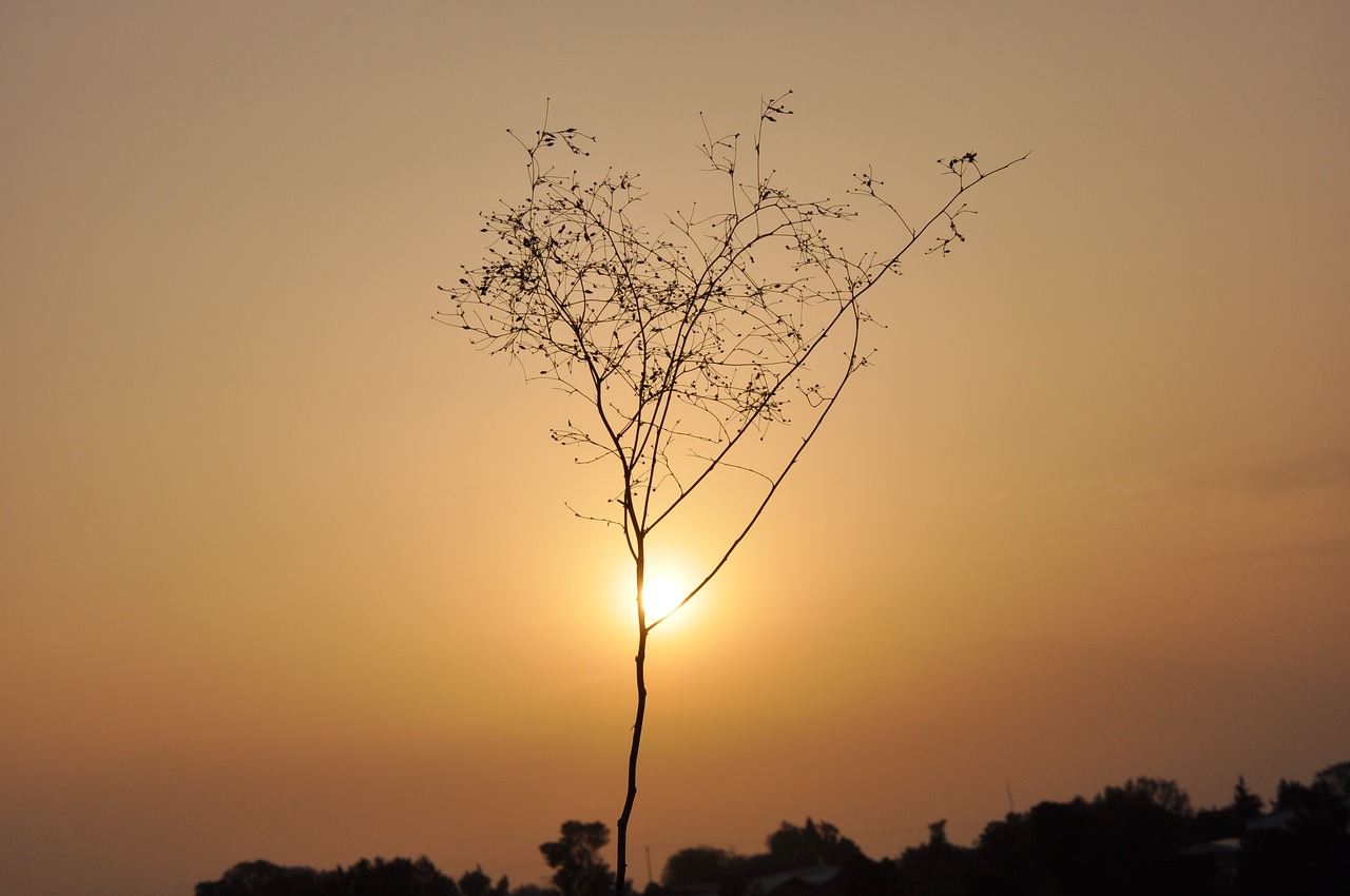 sunset  nature  abendstimmung free photo