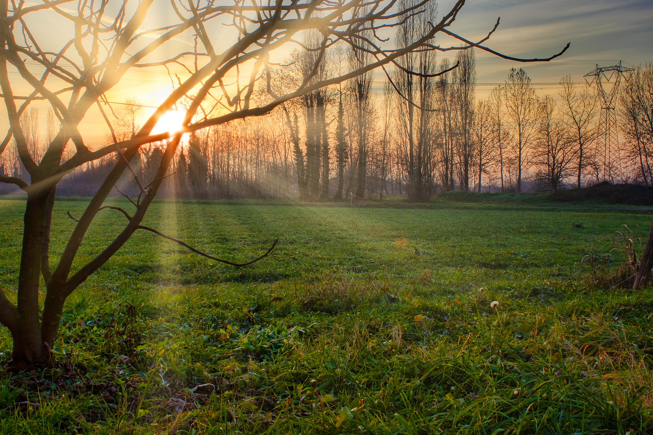 sunset  sun  trees free photo