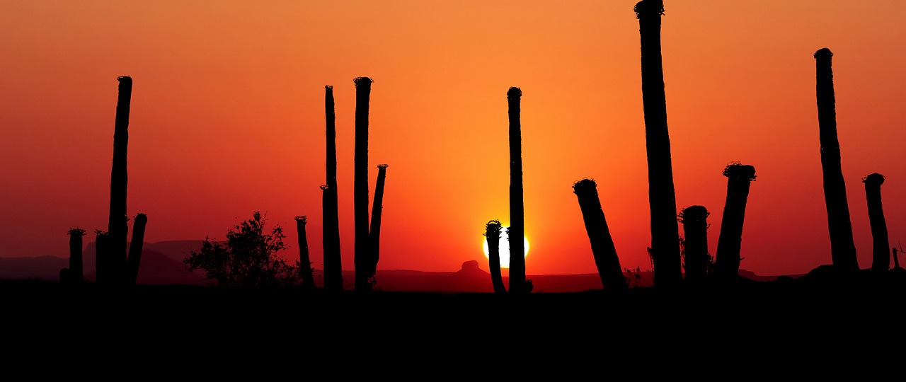 sunset  park saguaro  america free photo