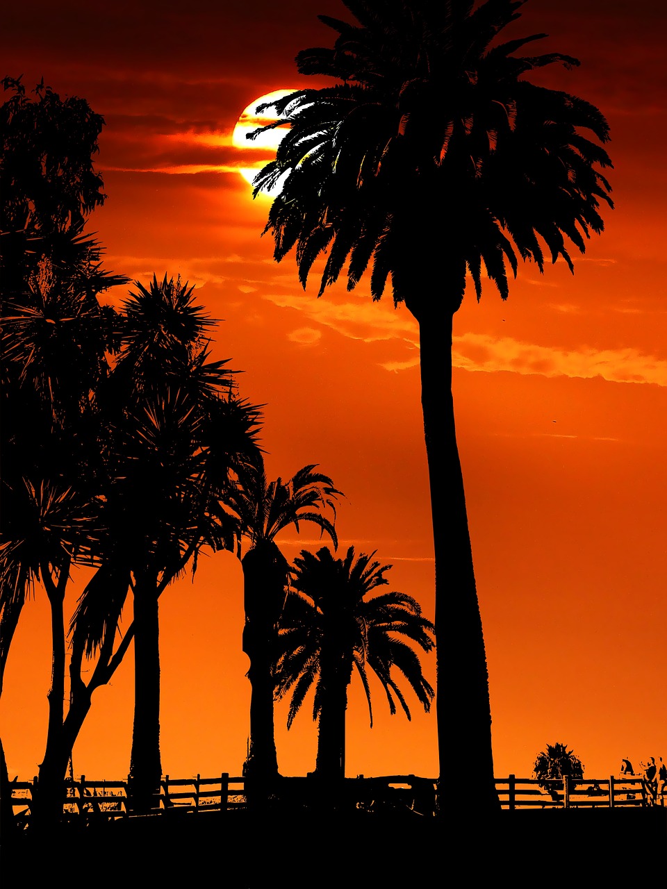 sunset  palm trees  beach free photo