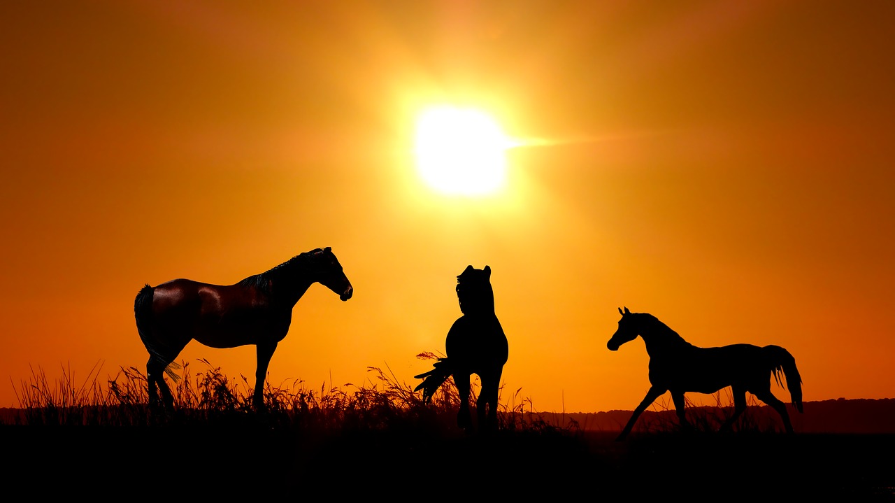 sunset  horses  twilight free photo