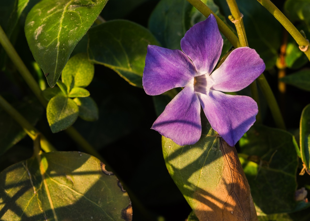 sunset  purple  nature free photo