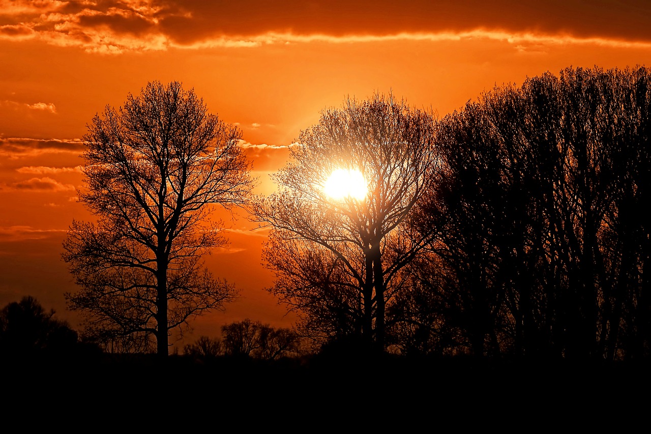 sunset  sky  trees silhouette free photo