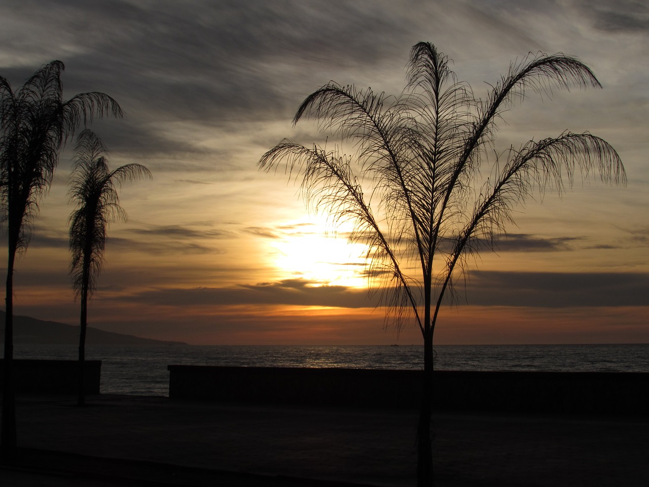 sunset  palm  sea front free photo