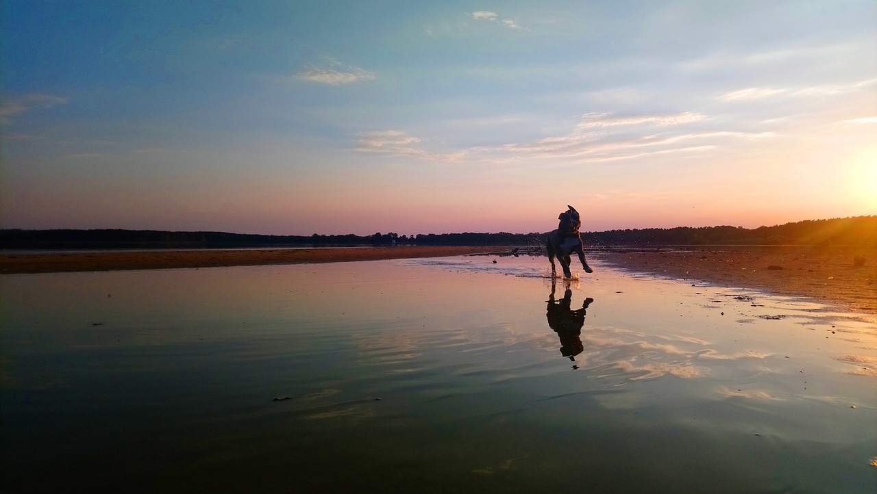 sunset  dog  mirroring free photo