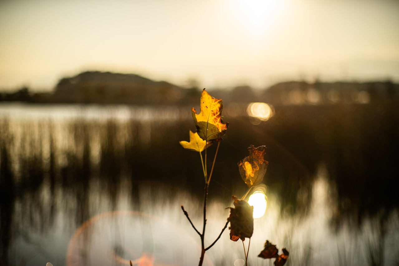 sunset  leaf  nature free photo