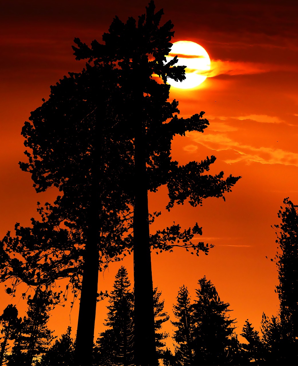 sunset  forest  redwood free photo