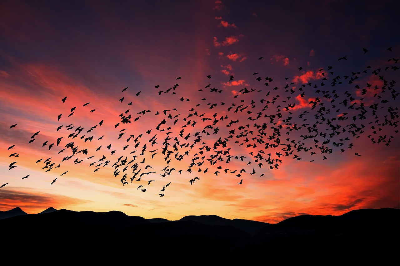 sunset  sky  birds free photo